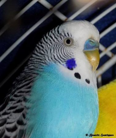 BEATRIZ HENRIQUES - EXIF: Nikon COOLPIX L340 | ISO-200| f/5 | 1/30